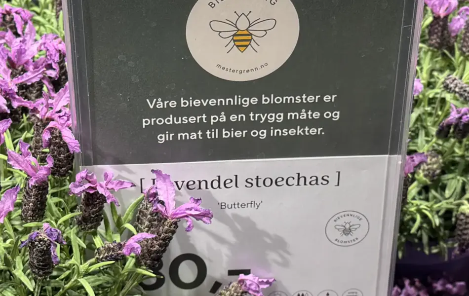 TS_Storo_artikkel_bievennlige-blomster