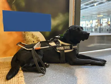 ledarhund Torp Köpcentrum