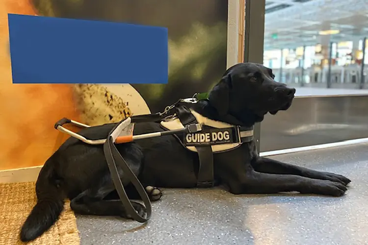 ledarhund Torp Köpcentrum