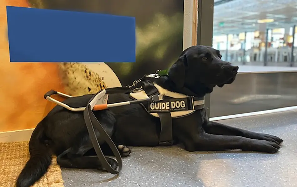 ledarhund Torp Köpcentrum