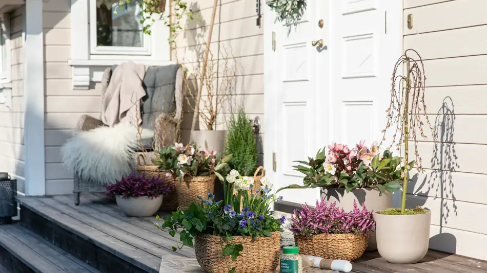 Mester Grønn vårblomster