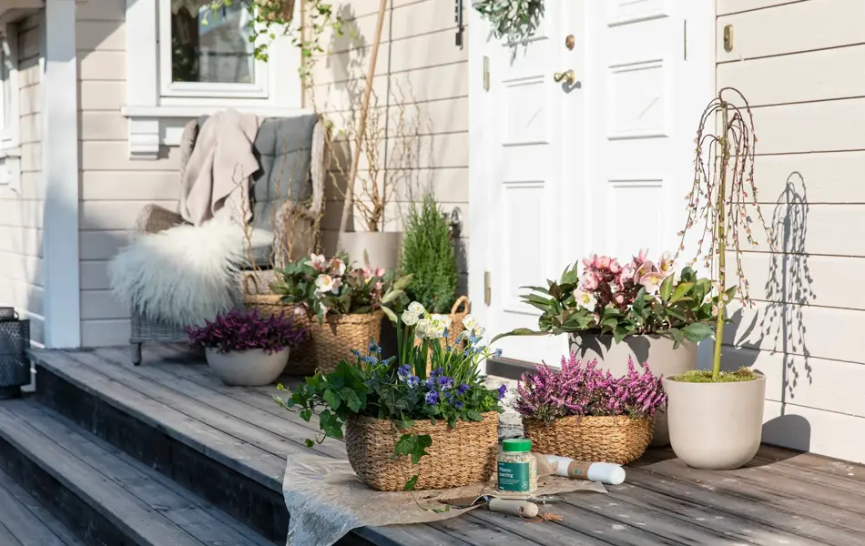 Mester Grønn vårblomster