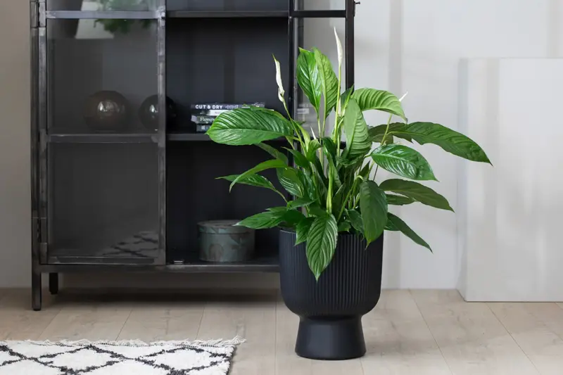 TS_Storo_artikkel_en-gronn-oase-i-hjemmet-ditt