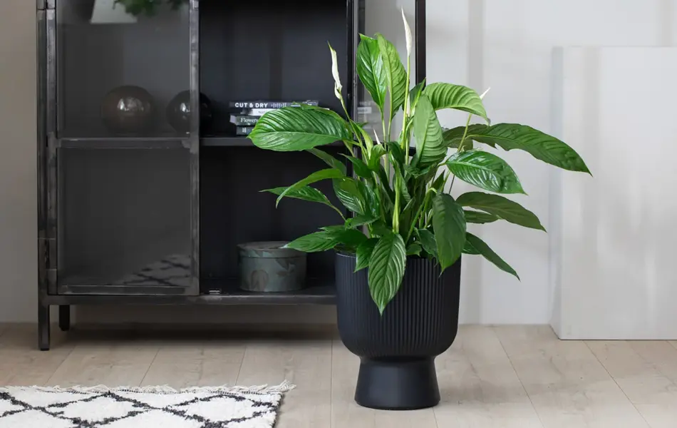 TS_Storo_artikkel_en-gronn-oase-i-hjemmet-ditt