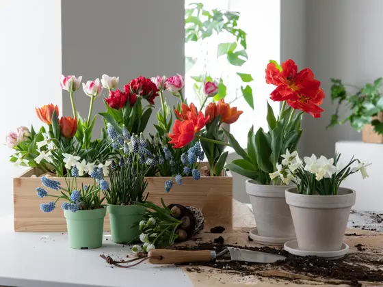 Fargerike blomster fra Mester Grønn