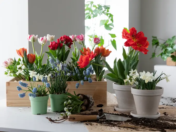 Fargerike blomster fra Mester Grønn