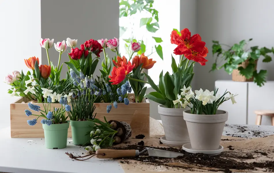 Fargerike blomster fra Mester Grønn