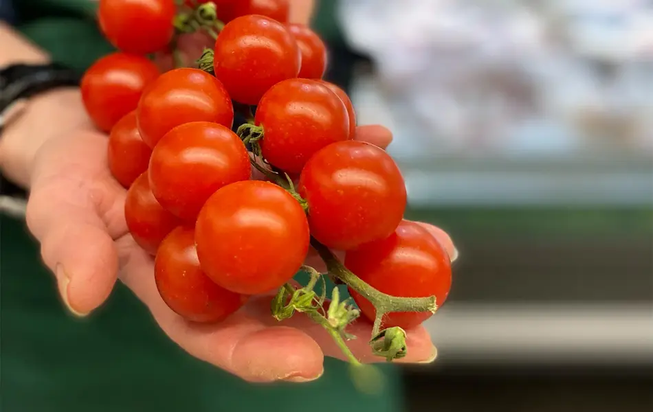 Dame som holder tomater