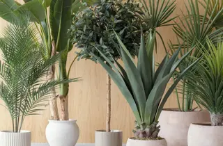kremmerhuset-grønne-planter-uke25-4.3