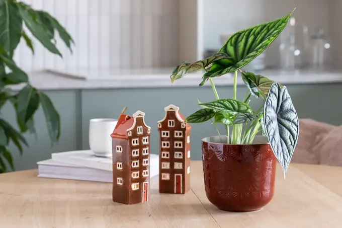 Grønne planter fra Mester Grønn