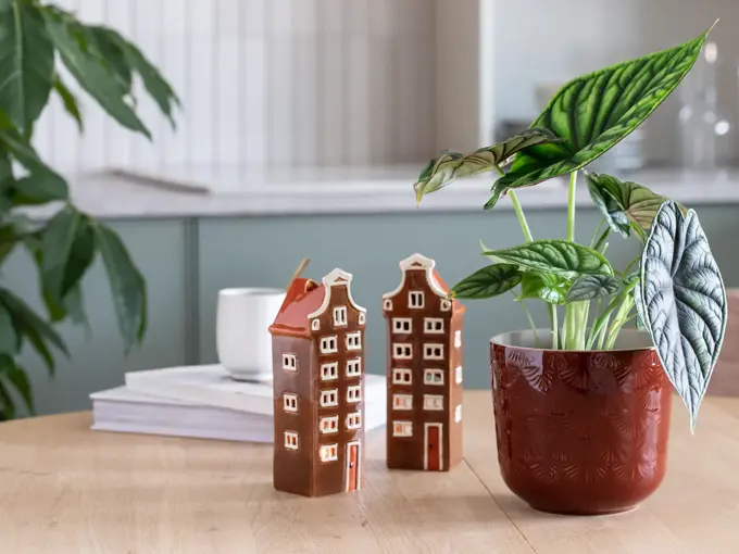 Grønne planter fra Mester Grønn