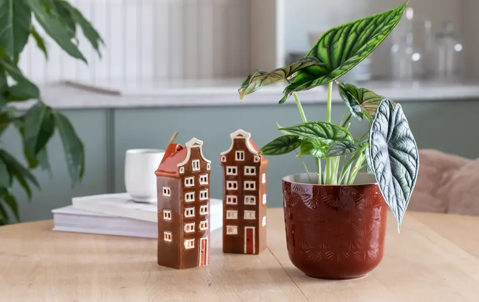 Grønne planter fra Mester Grønn