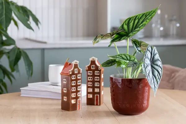 Grønne planter fra Mester Grønn