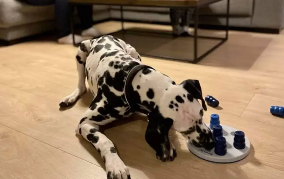 hund, mor og barn leker