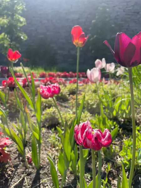 Ski Storsenter sin hage