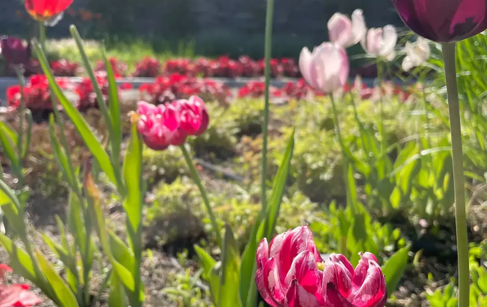 Ski Storsenter sin hage