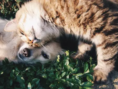 hund og katt på gressplen