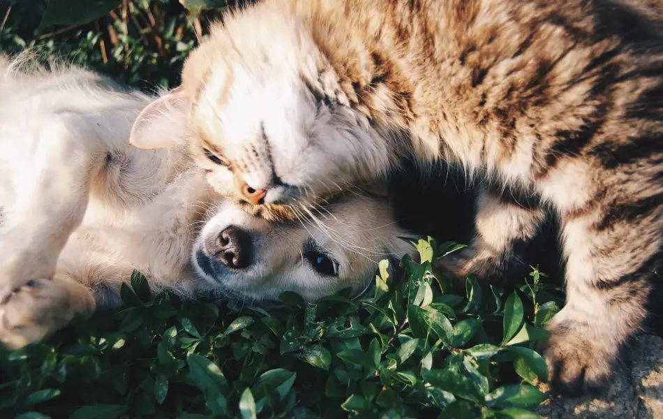 hund og katt på gressplen