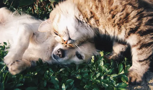hund og katt på gressplen