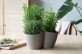 mester-gronn-italienske-urter-uke15-16-4.3