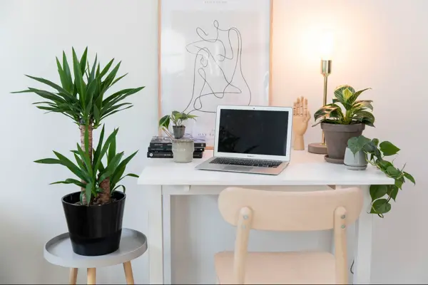 grønnplanter på kontor