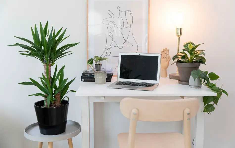 grønnplanter på kontor