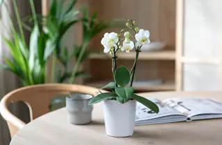 Mester Grønn_Orkide midi