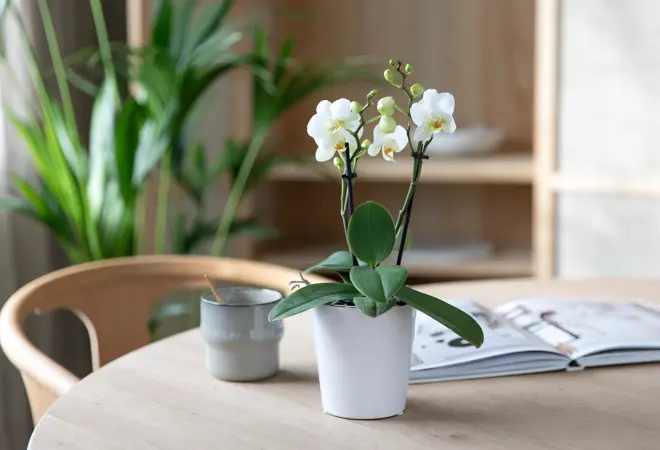 Mester Grønn_Orkide midi