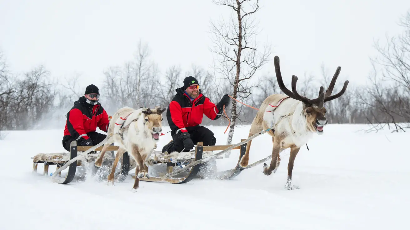 To personer sitter på hver sin slede som blir dratt av løpende reinsdyr