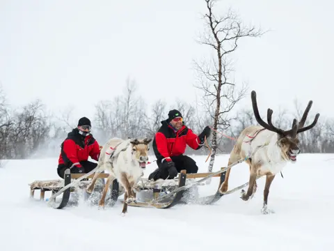 To personer sitter på hver sin slede som blir dratt av løpende reinsdyr