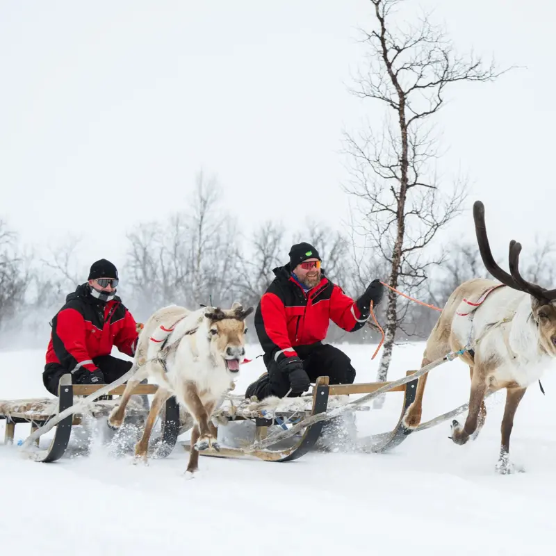 To personer sitter på hver sin slede som blir dratt av løpende reinsdyr