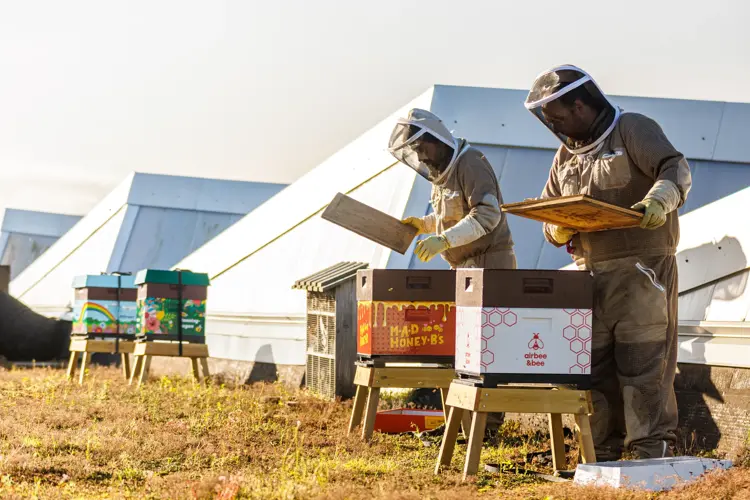 Biene på taket
