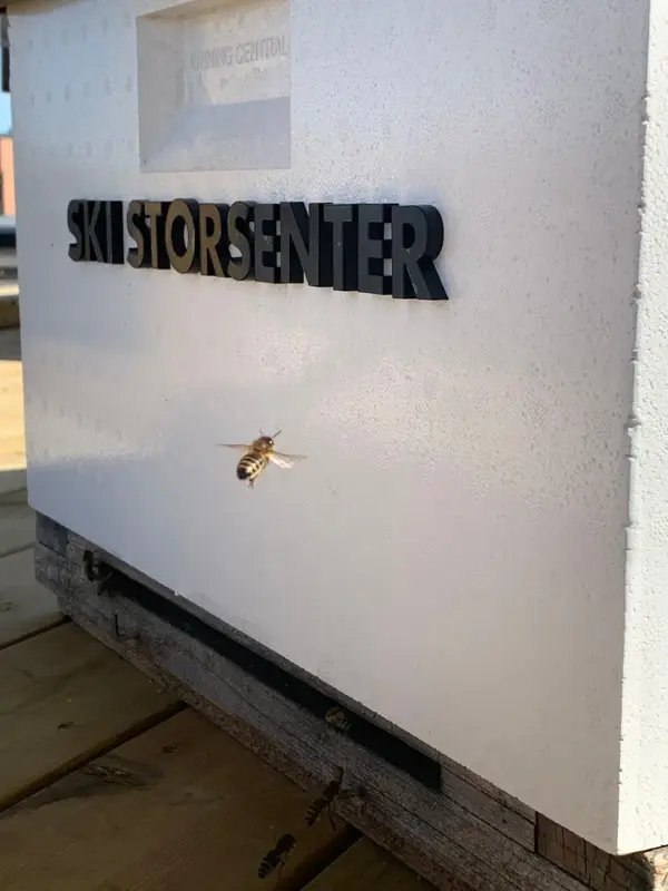 Bier på taket