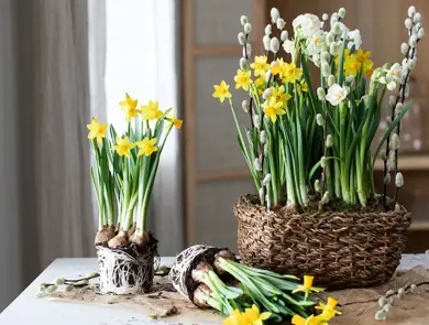 Mester Grønn Paskegruppe_kurv_1920x1080.jpg