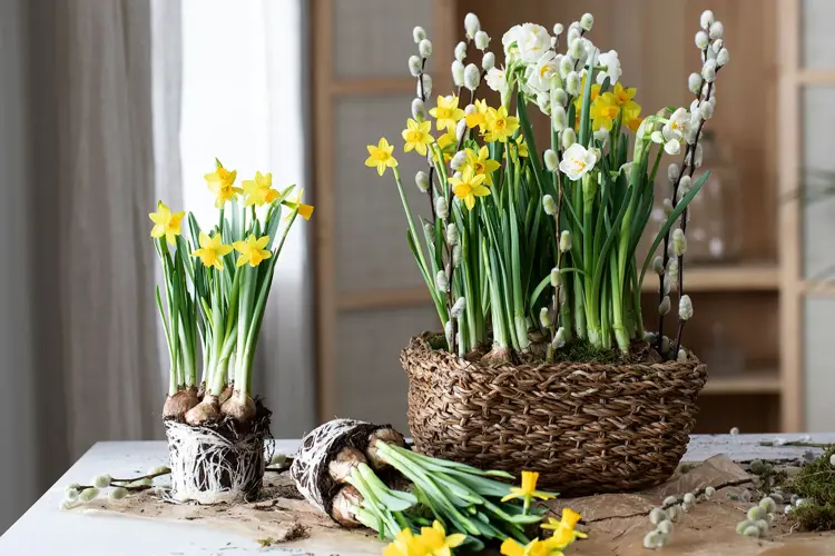 Gule blomster gir påskestemning på 1-2-3.