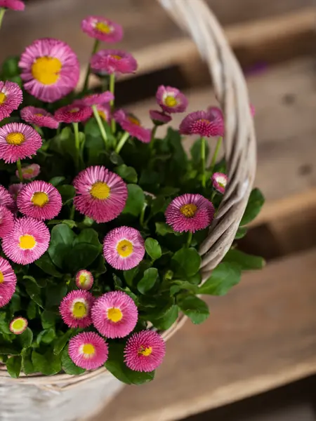 Rosa tusenfryd i kurv.