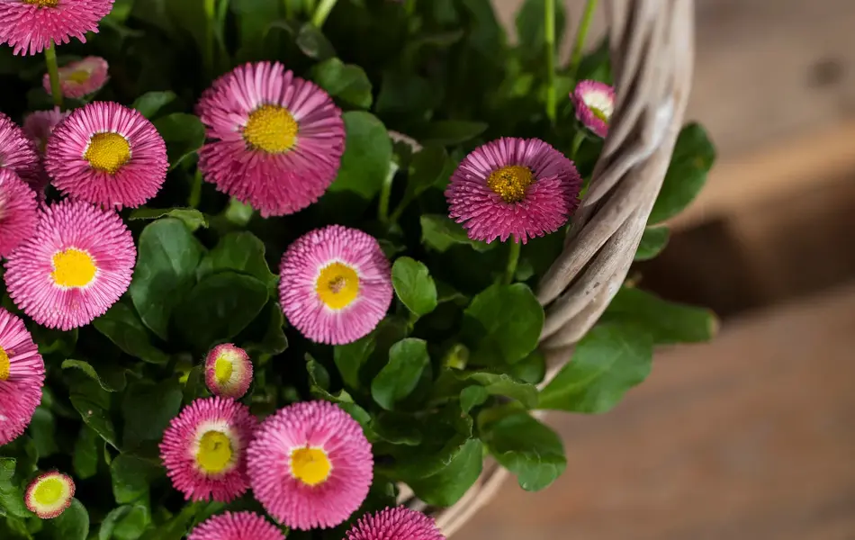 Rosa tusenfryd i kurv.