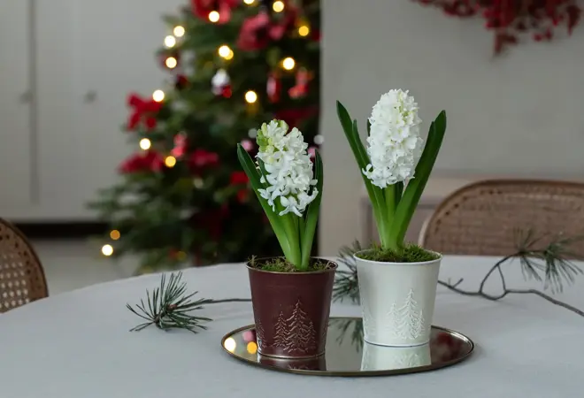 Mester Grønn Svibel_s