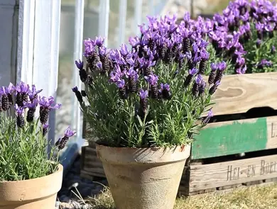 TS_Storo_artikkel_bievennlige-blomster
