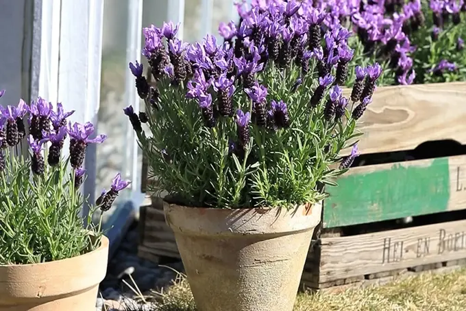 TS_Storo_artikkel_bievennlige-blomster