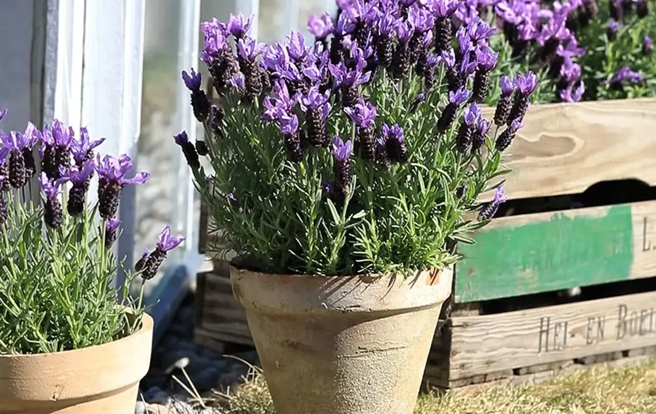 TS_Storo_artikkel_bievennlige-blomster