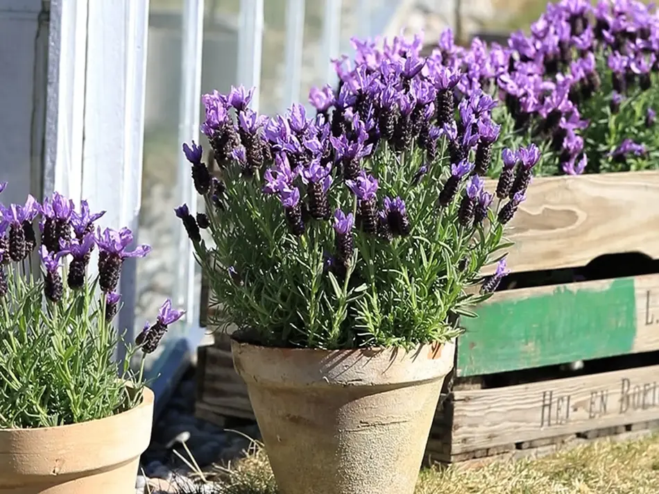TS_Storo_artikkel_bievennlige-blomster
