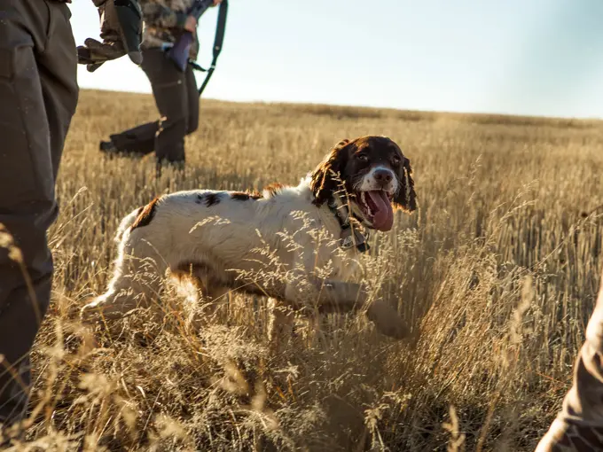 Nærbilde av jakthund i åker