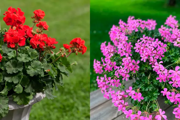 Rød pelargonia, rosa slyngpelargonia