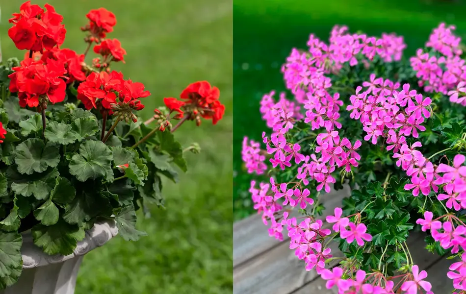 Rød pelargonia, rosa slyngpelargonia