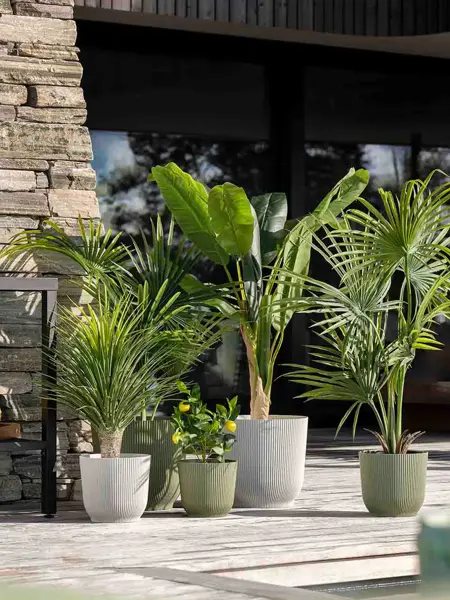 Grønne planter i potter