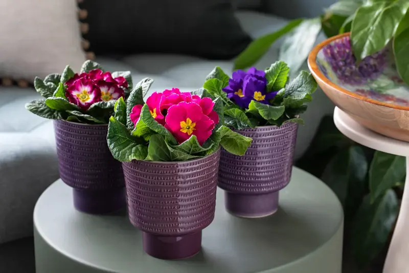 Fargerike blomster og vaser fra Mester Gronn