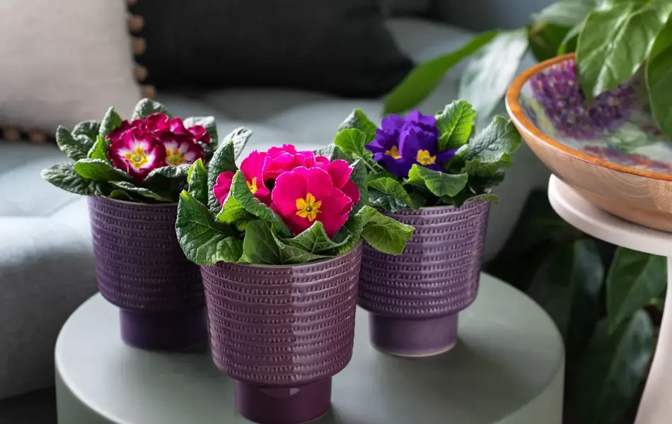 Fargerike blomster og vaser fra Mester Gronn