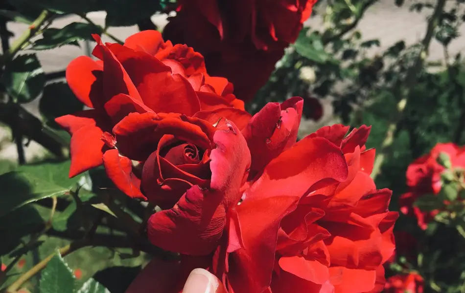 Nærbilde av en kvinnehånd som holder rundt en rød rose på en rosebusk.