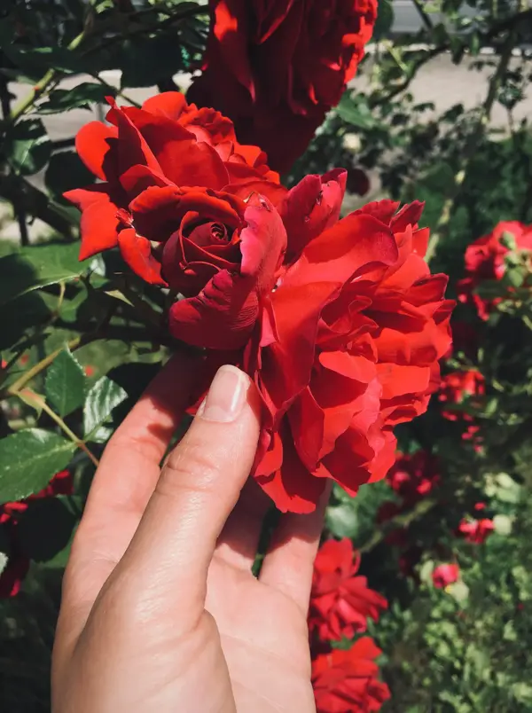 Nærbilde av en kvinnehånd som holder rundt en rød rose på en rosebusk.